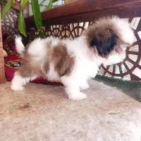 سگ شیتزو سوپر فلت|سگ|شاهین‌شهر, شیخ بهایی|دیوار