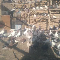 ۱۰۰عدد کبوتر جوان|پرنده|اردستان, |دیوار