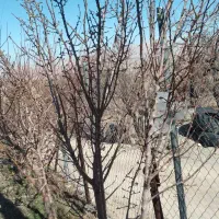 نهال بادام ۲ساله