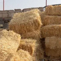 کاه جو