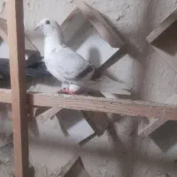 کبوتر یا کفتر پرشی ۲۰ عدد