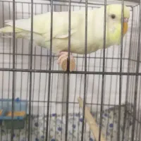 مرغ عشق سخنگو|پرنده|کرمان, |دیوار