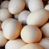 تخم مرغ محلی