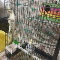 مرغ عروس|پرنده|کویرات, |دیوار