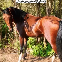 نریان کرد ۶ دنگ