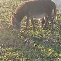 کره خره ماده گوسفندی