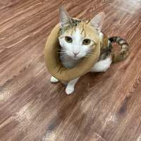 گربه کالیکو|گربه|صدرا-فارس, فاز ۱|دیوار