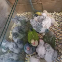 اصل راهب گیرینچیک خورشیدی سرلاکی تا دونخور متنوع