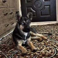 واگذاری رایگان