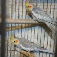 عروس هلندی نر بالغ