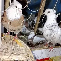 با عرض سلام ۶ تا کبوتر رنگی|پرنده|بندر امام خمینی, |دیوار