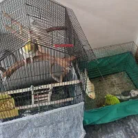 عروس هلندی|پرنده|لاهیجان, کوی زمانی|دیوار