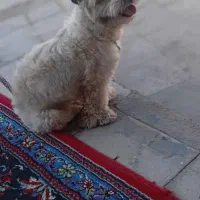 سگ پاه کوتاه