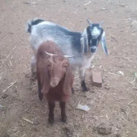 ۲عدد بزغاله ماده|حیوانات مزرعه|سبزوار, قصبه غربی|دیوار