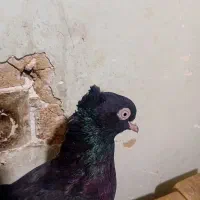 ابادانی تو حیاط بازی دارن|پرنده|فارسان, |دیوار