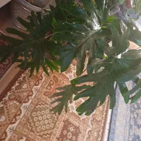 گل انجیری ۱۳برگ