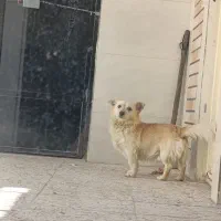 پامرین اشپیز