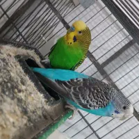 مرغ عشق جفت