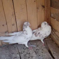 کبوتر پرشی