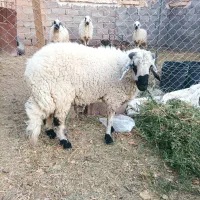 بره نر