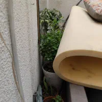 گل باگلدون|گل و گیاه طبیعی|شیراز, خلدبرین|دیوار