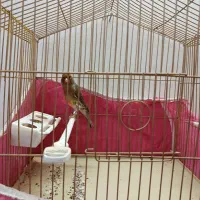 قناری و کوتوله|پرنده|خمینیشهر, |دیوار