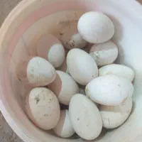 تخم غاز نطفه دار|حیوانات مزرعه|مریوان, |دیوار