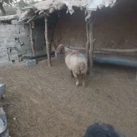یک قوچ جوان سر حال 3سال دوبر افشار قوچ گله ای هست
