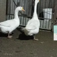 ۲عدد قوقاز اگرانی نر وماده