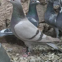 نروماده‌سوسنی پلاکی کفتر‌|پرنده|سیدان, |دیوار