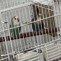 جفت عروس هلندی و کوتوله|پرنده|زرند, |دیوار