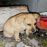 ×سگ امرکن بولی اورجینال ماده×|سگ|کرج, کمالشهر|دیوار