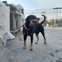 سگ روت ولیر|سگ|اهواز, نادری|دیوار