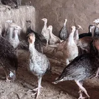 جوجه بوقلمون
