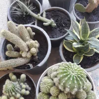 گل طبیعی و آپارتمانی|گل و گیاه طبیعی|یاسوج, |دیوار