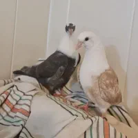 یک جفت جوجه کبوتر مخمل (مخملی کله سفید)سرور