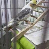 عروس هلندی باقفس