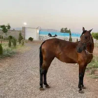 اسب کره سهیل|اسب و تجهیزات اسب‌سواری|رفسنجان, |دیوار