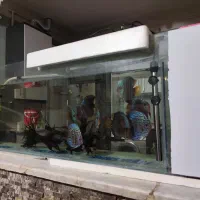 ماهی دیسکس|ماهی|کرمان, |دیوار