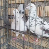 کبوتر پرش سنگین