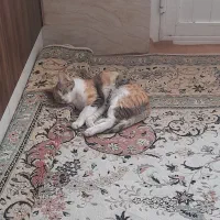 واگذاری گربه ماده واکسیناسیون شده|گربه|خمینی‌شهر, |دیوار