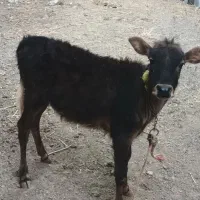 گوساله