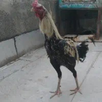 خروس لاری جوان معاوضه  با چیزی که بکارم بیاد