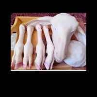 کله پاچه بزغاله تمیز شده ۸۰۰