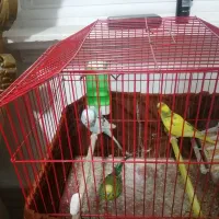 سه عدد مرغ عشق با قفس و لوازم