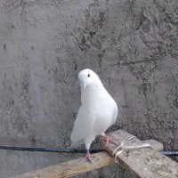 فروش کفتر نر