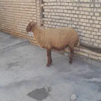 گوسفند بره وبره بشرط بشرط ابستن|حیوانات مزرعه|اهواز, کمپلو جنوبی|دیوار