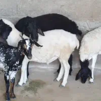 کهره و بره|حیوانات مزرعه|قشم, |دیوار