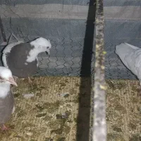 طوقی|پرنده|زاگرس, |دیوار