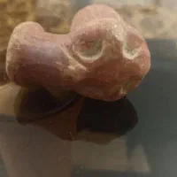 چپق زیرخاکی